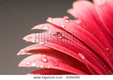 Gerbera