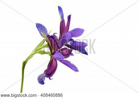 Purple Flower Of Iris Graminea Isolated On White Background. High Resolution Photo. Full Depth Of Fi