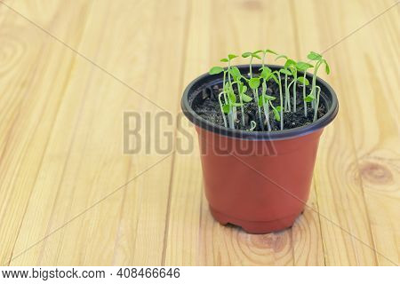 Papaya Seedlings Germinated - All Together In A Pot. How To Grow Papaya From Seed Concept. Macro And