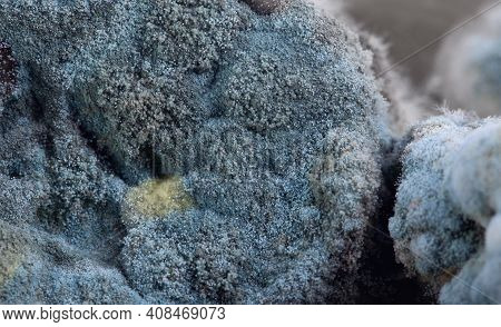 Mold On Pickled Cucumbers, Botulism Bacteria. Natural Texture