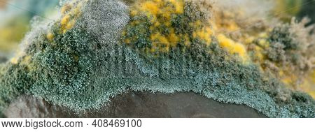 Mold On Pickled Cucumbers, Botulism Bacteria. Natural Texture