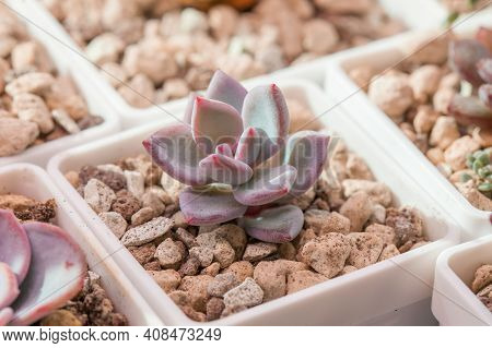 Pachyveria Powder Puff. Pachyphytum Oviferum And Echeveria Cante Succulent Plant