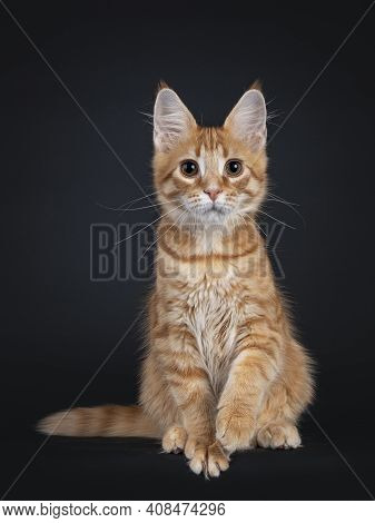 Cute Red Outcross Maine Coon Cat Kitten, Sitting Facing Front With One Paw Playful In Air. Isolated 