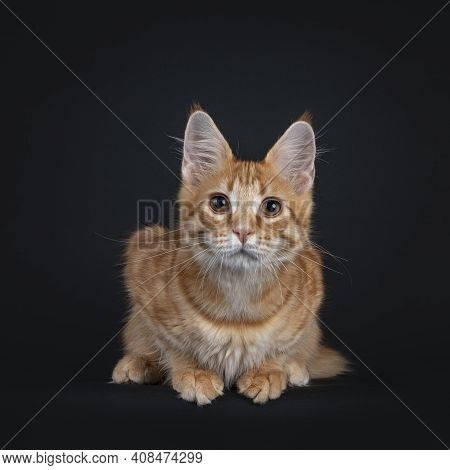 Cute Red Outcross Maine Coon Cat Kitten, Laying Down  Facing Front. Looking Straight Towards Camera.