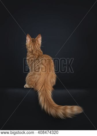 Cute Red Outcross Maine Coon Cat Kitten, Sitting Backwards On Edge With Long Tail Hanging Down. Look