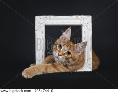 Cute Red Outcross Maine Coon Cat Kitten, Laying Through White Photo Frame. Looking Straight Forwards