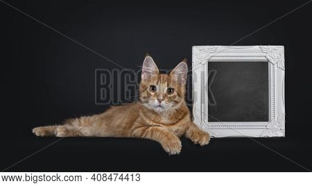 Cute Red Outcross Maine Coon Cat Kitten, Laying Beside White Photo Frame Filed With Blackboard. Look