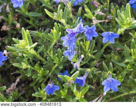Close Up Macro Of Blue Flowers Of Lithodora Diffusa, Heavenly Blue, Selective Focus, Bokeh Backgroun