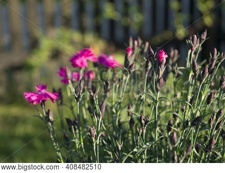 Close-up Blooming Carnation Glory Flowers, Dianthus Caryophyllus, Clove Pink, Species Of Dianthus De