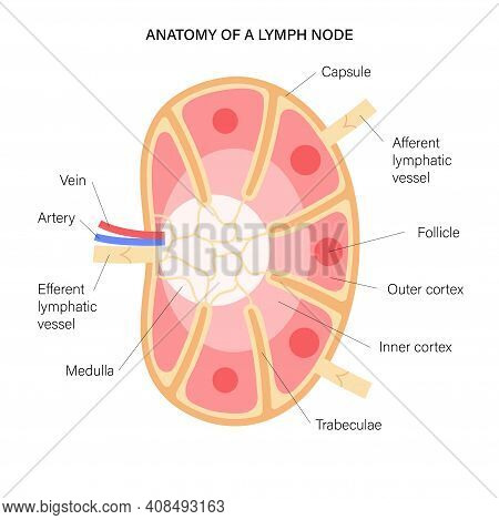 Anatomy Of A Lymph Node Illustration For Clinic, Hospital Or Medical Poster. Human Lymphatic System 