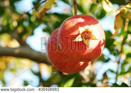 Red Ripe Pomegranate Fruit On Tree Branch In The Garden. Close Up Of Tropical Fruit Ripening On Tree