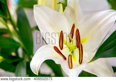 Lily Flower, Opened Flower Close-up, Illy Open.