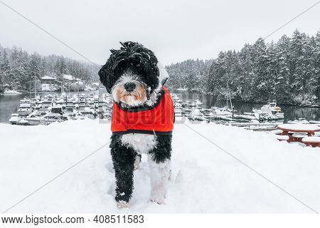 Black And White Dog In The Snow