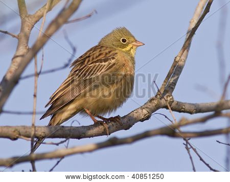Ortolano flagdug mand sidder på en gren.