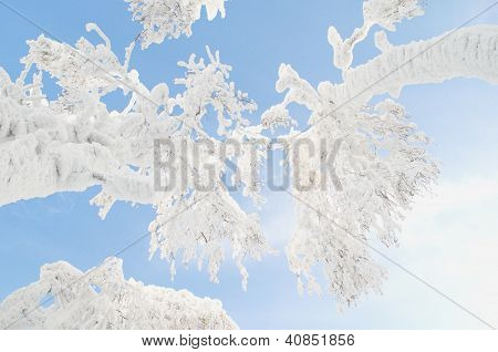Corone di alberi nella neve