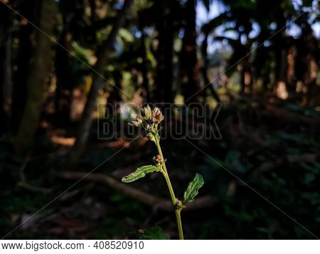 Leucas Is A Genus Of Plants In The Family Lamiaceae, First Described By Robert Brown In 1810. It Con