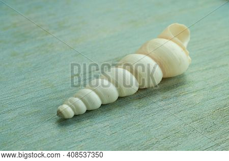 Close-up Of The Empty Shell Of A Common Tower Snail On A Blue Table