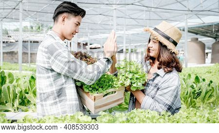 Farmer Harvesting Vegetable Organic Salad, Lettuce From The Hydroponic Farm For Customers And Make H