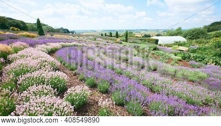 Lavender Field In Yorkshire, Uk