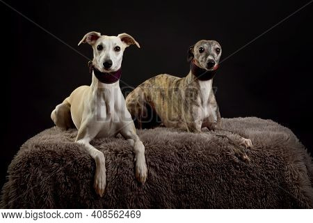 Whippets In The Studio. A Dog Portrait Of A Two Whippet Dogs On Black Background.