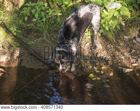 Black Gray Hunting Dog Crossbreed Labrador Playing And Retrieving Stick In Mouth At Summer Forest Cr