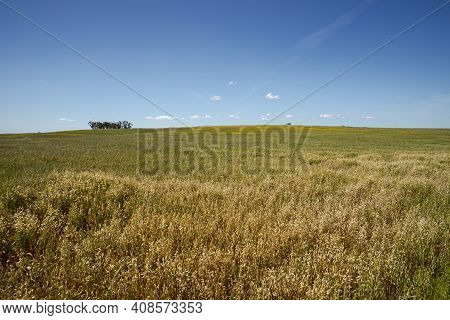 Extensive Dry Farming Of Cereals In The Castro Verde Special Protection Area. It Is The Most Represe