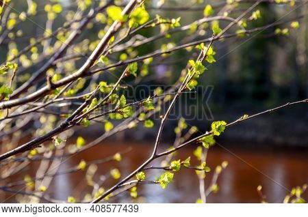 Branch Of Tree With Light Green Little Leaves On The Tender Blurred Background. Bottom View. Season 