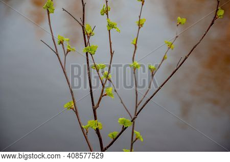 Branch Of Tree With Light Green Little Leaves On The Tender Blurred Background. Bottom View. Season 