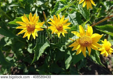 Some Yellow Flowers Of Heliopsis Helianthoides In July