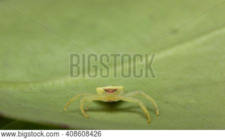 Green Crab Spider closeup sitting on leaf