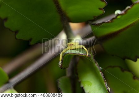 Green Crab Spider Sit On A Tiny Tree Branch