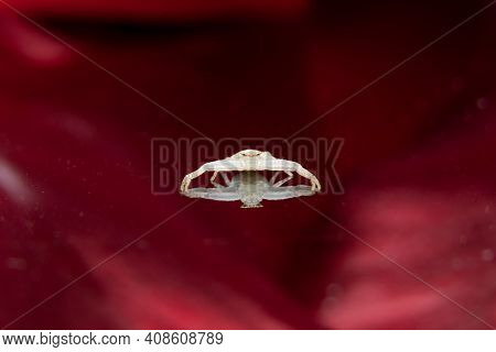 Beautiful White Crab Spider On A Glass