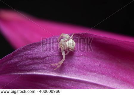 Beautiful White Crab Spider On A Flower