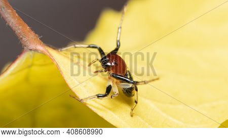 Yellow Stripe Crab Spider On A Yellow Leaf