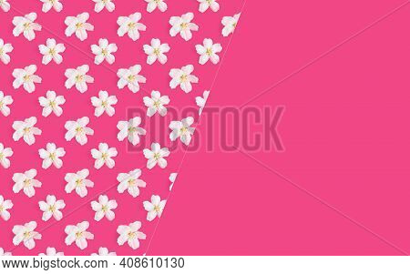 A Pattern Of White Flowers Of An Apple Tree On A Bright Pink Background. Copspace. View From Above. 
