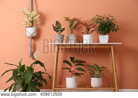 Different Houseplants On Table Near Orange Coral Wall