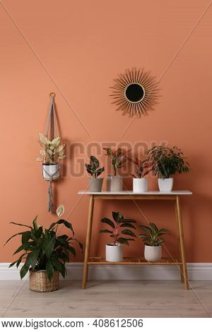 Different Houseplants On Table Near Orange Coral Wall