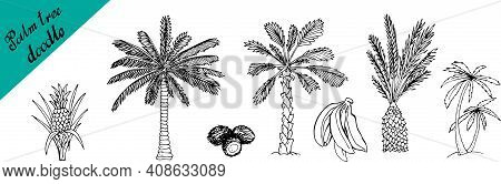 Illustration Of Palm Tree, Coconut And A Pineapple Sketch For Design, Website, Background, Banner. H