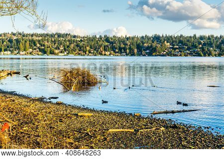 A View Of Mercer Island From Seward Park In Seattle, Washingoton. Birds In The Forefroung.