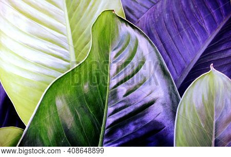 Blue, Purple Natural Leaves Texture Abstract Background.