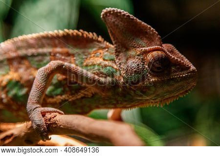 Beautiful Lizard Of The Yemen Chameleon, Veiled Chameleon, Chamaeleo Calyptratus