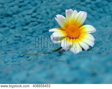 Carinatum Flower Close-up On A Rug. Template Floral Background.