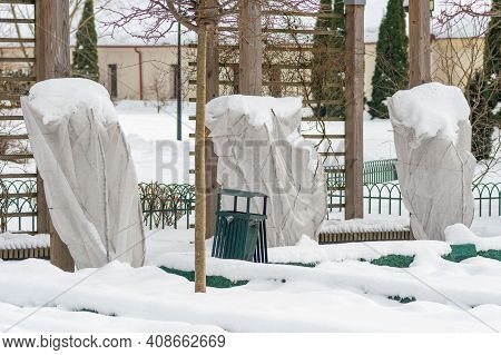 Plants And Trees In A Park Or Garden Covered By The Snow And Blanket, Swath Of Burlap, Frost Protect