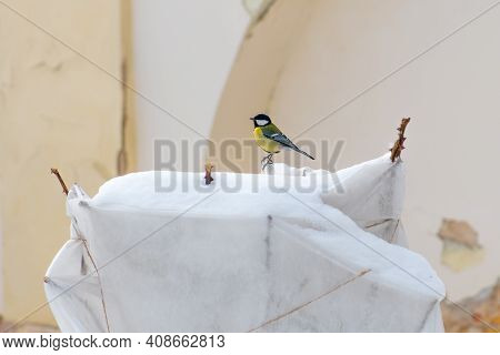 Plants And Trees In A Park Or Garden Covered With Blanket, Swath Of Burlap, Frost Protection Bags Or