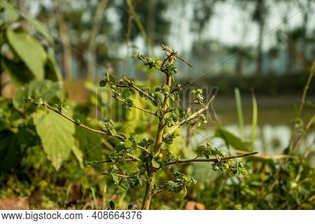 Common Fanpetals, Sida Acuta, Sida Carpinifolia, Common Wireweed, Morning Mallow From Malvaceae Fami