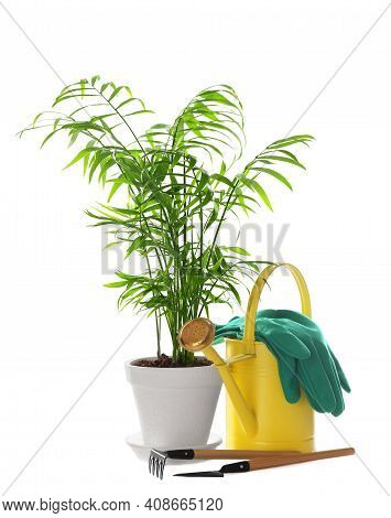 Beautiful Ravenea Rivularis Plant In Pot And Gardening Tools On White Background. House Decor