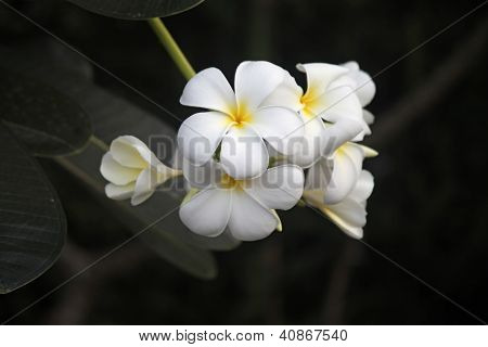 Frangipani