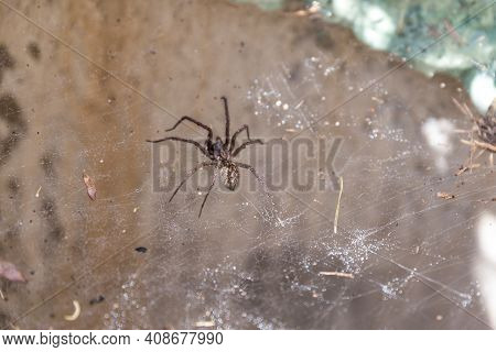 Big And Disgusting Spider In Cobweb - Close-up Funnel Spider