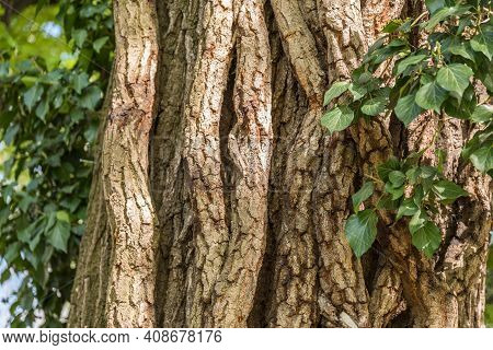 Rough And Cracked Tree Trunk Of A Cedar - Close-up Tree Bark