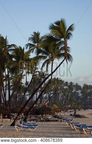 Sandy Beach In The Foreground, Overhanging Palm Tree In Middle Of Frame And Clear Blue Sky In The Ba